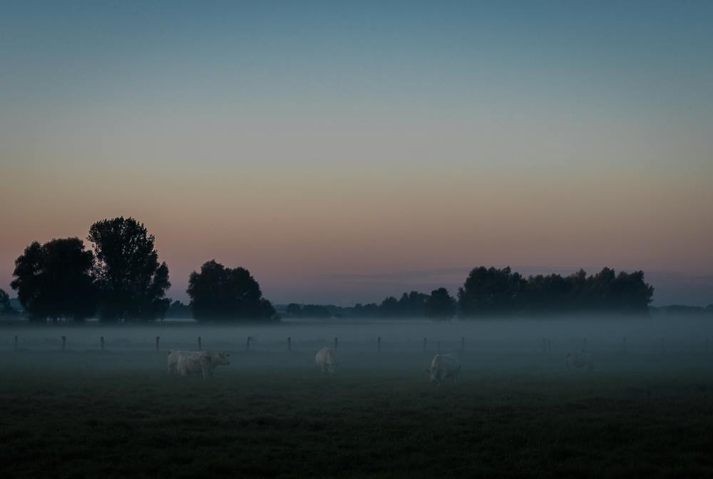 Herbstmorgen mit Rind...