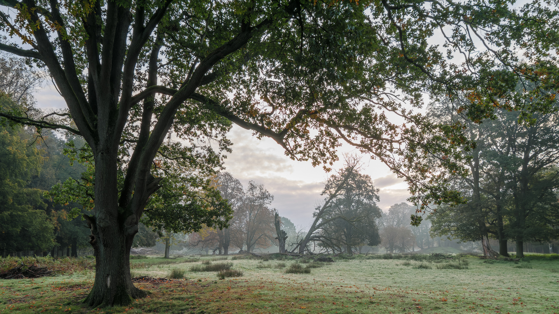 Herbstmorgen_2