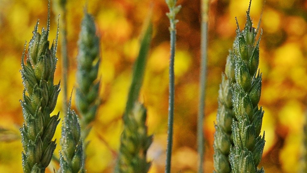 Herbstmorgentau auf Ähren