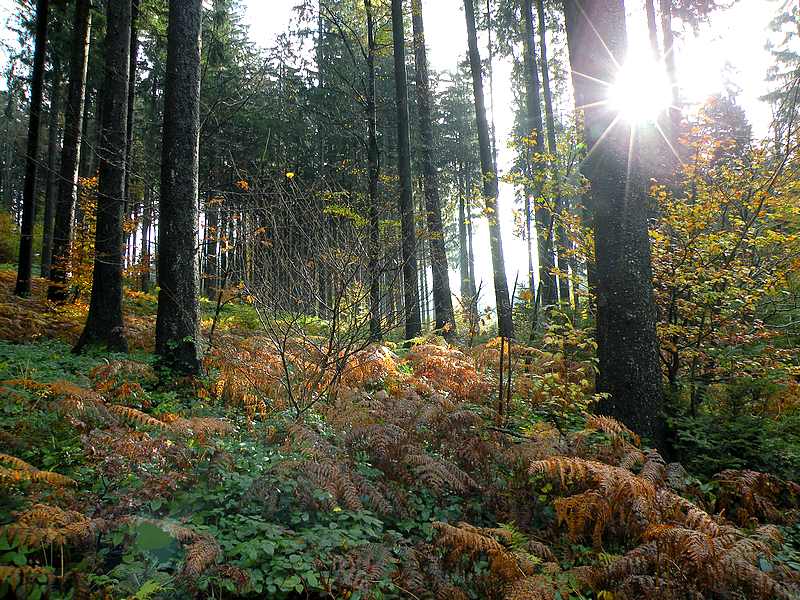 Herbstmorgenwald