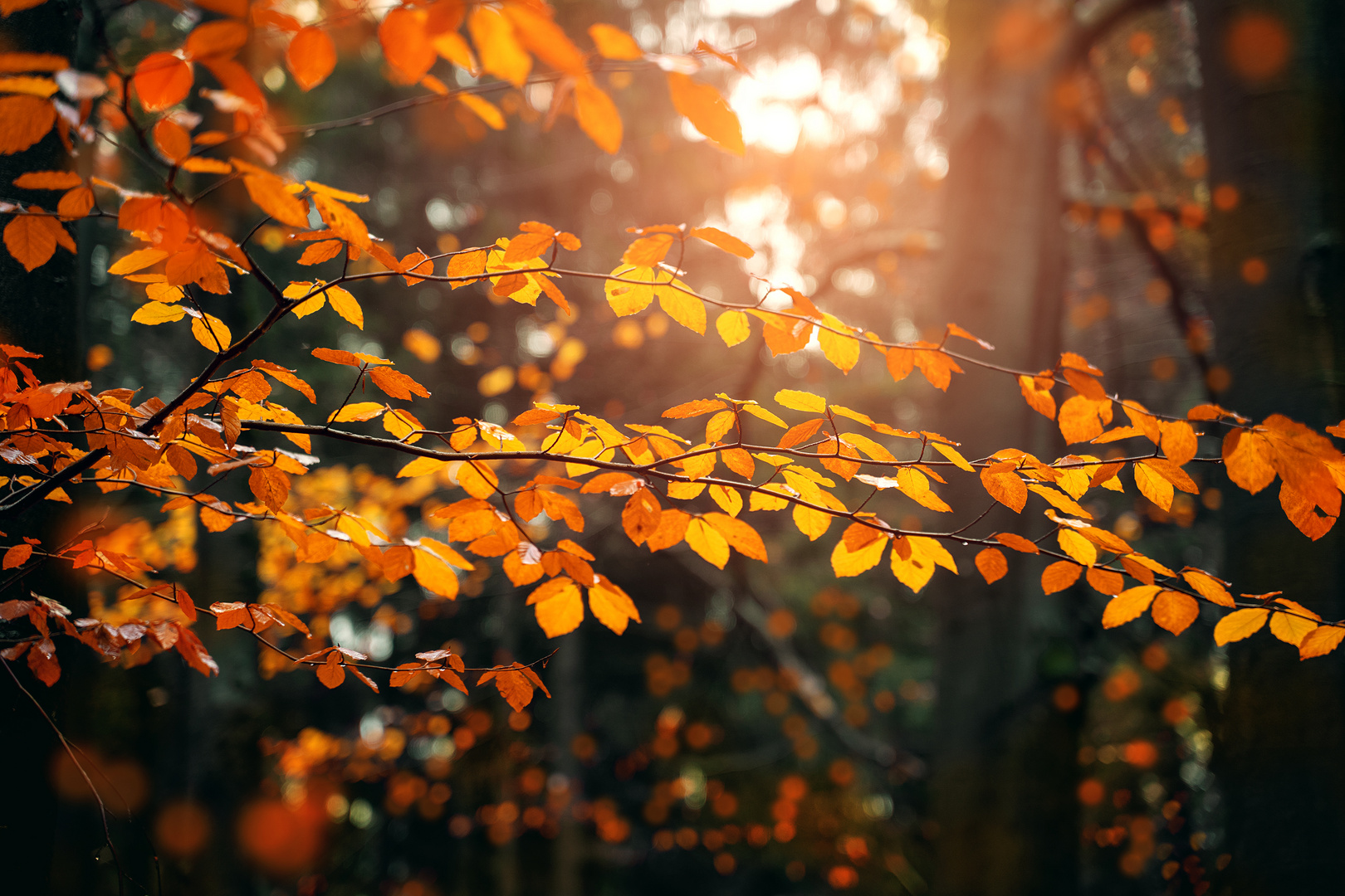 Herbstmosaik