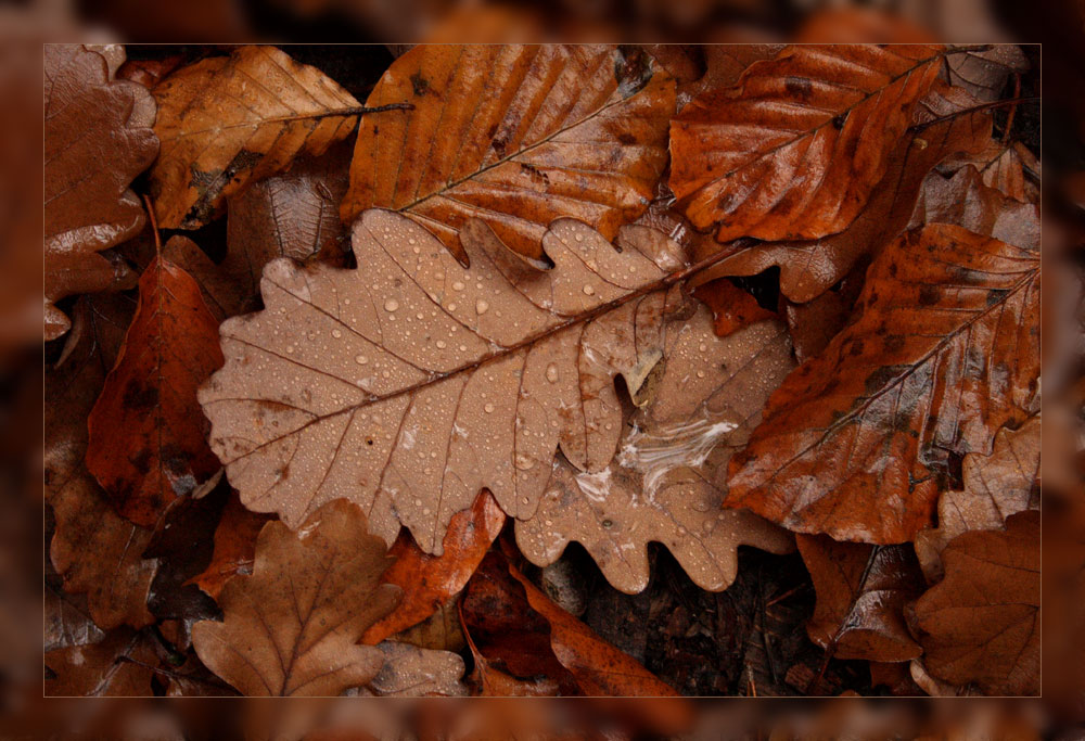 Herbstmosaik (1)