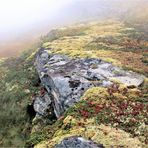 HERBSTMOSAIK IM NEBEL