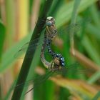 Herbstmosaik - Jungfern bei der Paarung