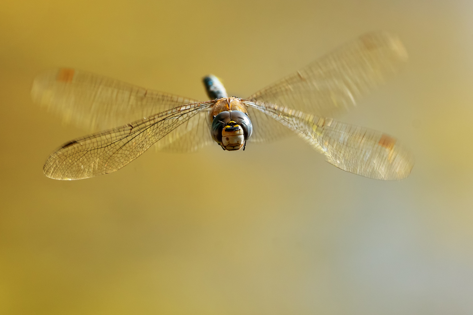 Herbstmosaikjunfer Frontal