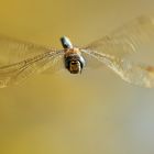 Herbstmosaikjunfer Frontal