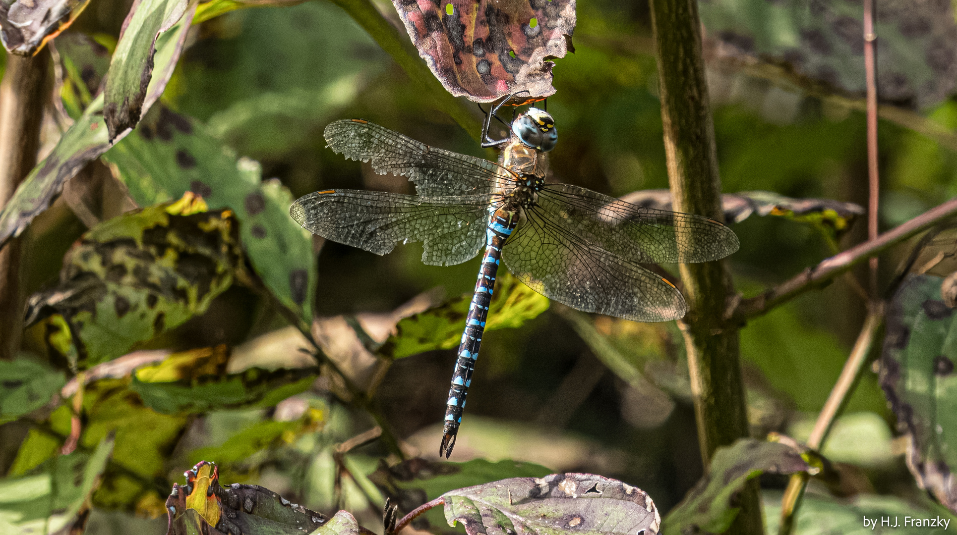 Herbstmosaikjungfer