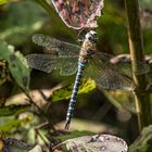 Herbstmosaikjungfer