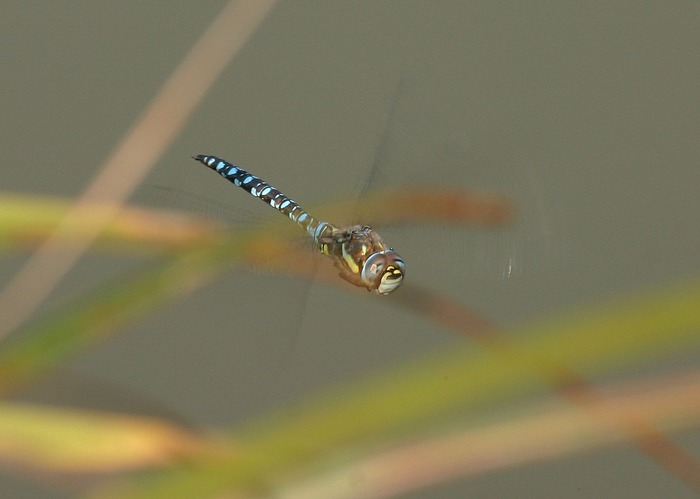 Herbstmosaikjungfer (Aeschna mixta)