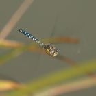 Herbstmosaikjungfer (Aeschna mixta)