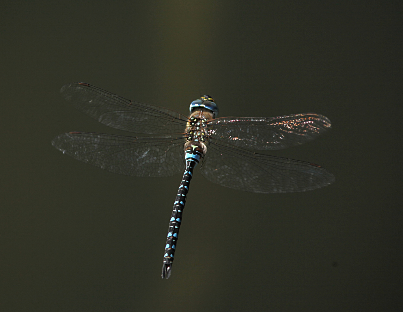 Herbstmosaikjungfer (Aeshna mixta)