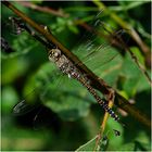 Herbstmosaikjungfer - Aeshna mixta . . .