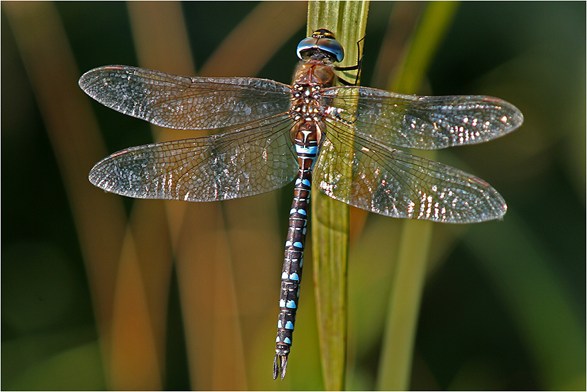 Herbstmosaikjungfer (Aeshna mixta)