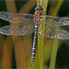 Herbstmosaikjungfer (Aeshna mixta)