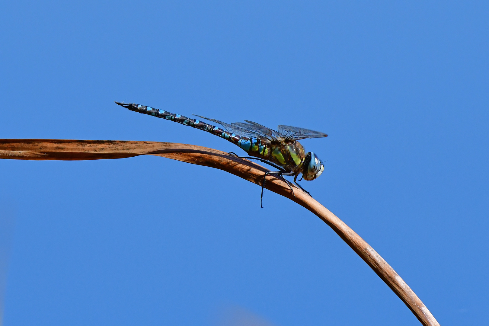 Herbstmosaikjungfer (Aeshna mixta) auf dem Jägersitz