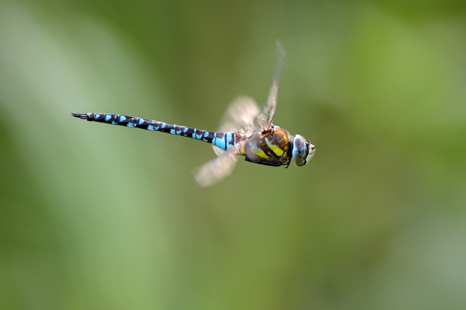 Herbstmosaikjungfer (Aeshna mixta)