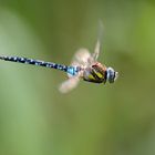 Herbstmosaikjungfer (Aeshna mixta)