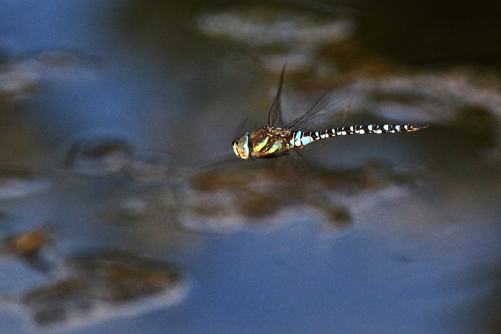 Herbstmosaikjungfer (Aeshna mixta)