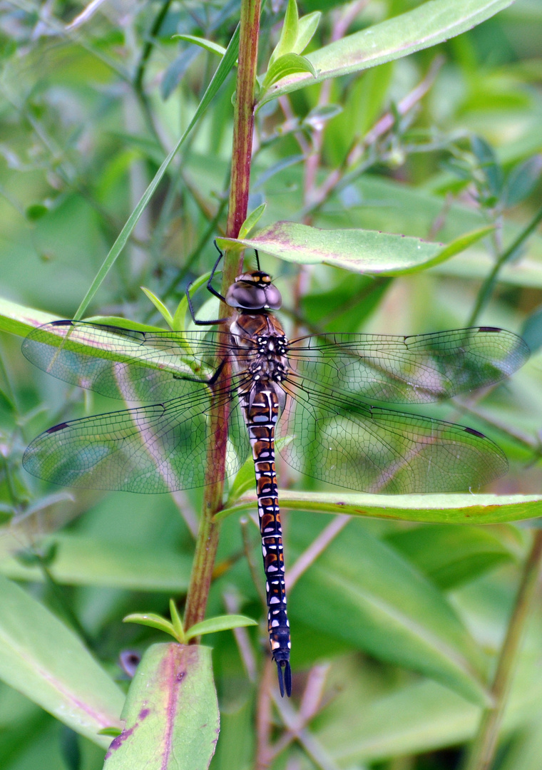 Herbstmosaikjungfer (Aeshna mixta)