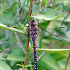 Herbstmosaikjungfer (Aeshna mixta)