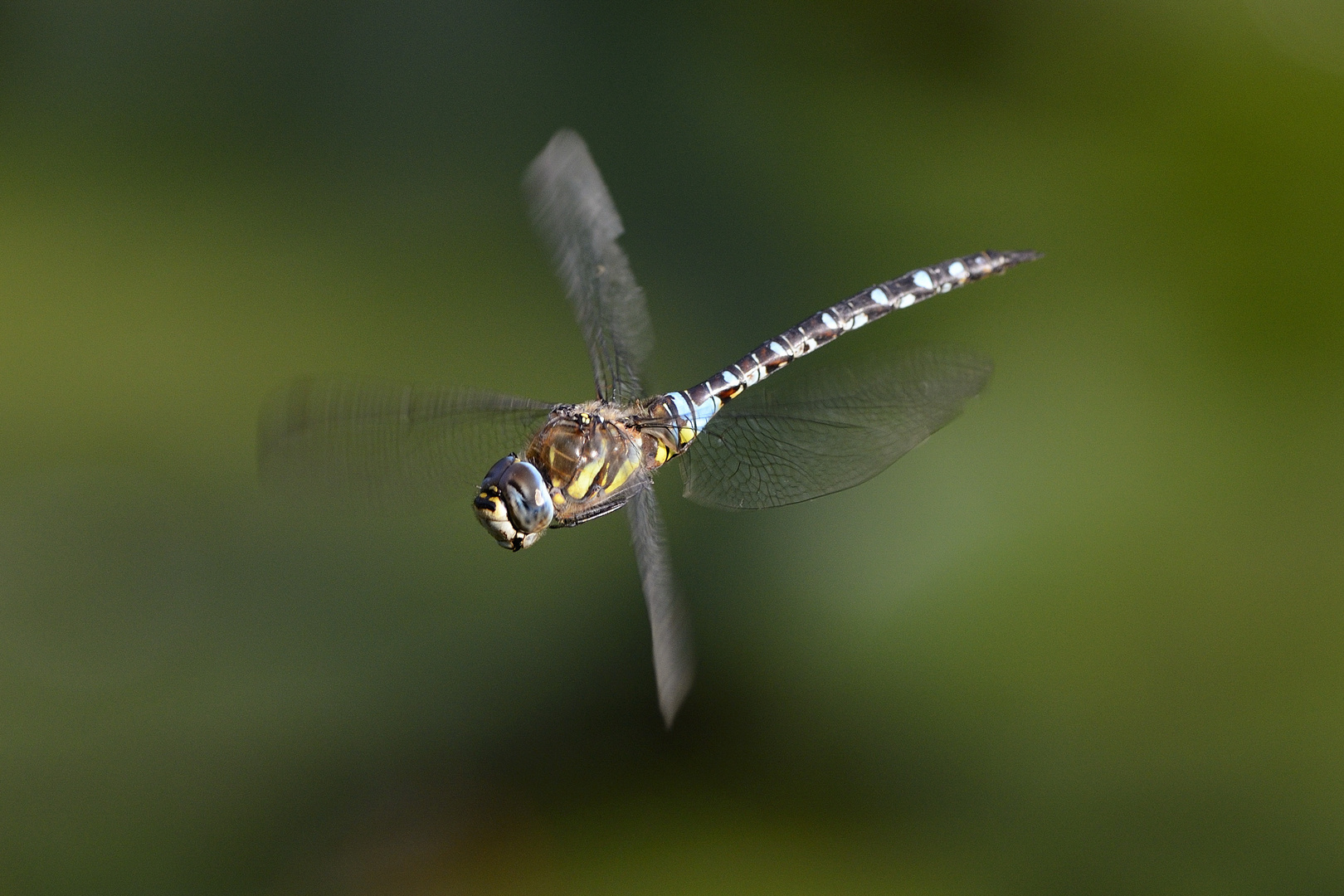 Herbstmosaikjungfer (Aeshna mixta)