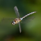 Herbstmosaikjungfer (Aeshna mixta)