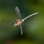 Herbstmosaikjungfer (Aeshna mixta)