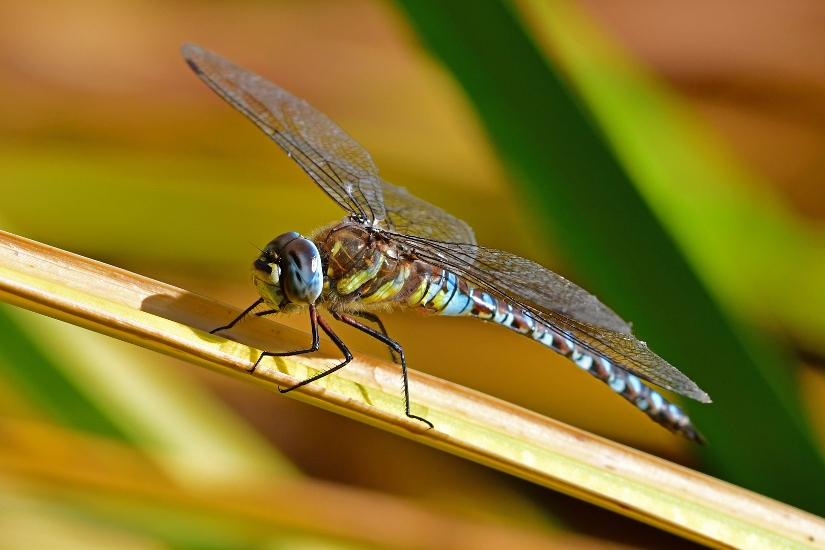 Herbstmosaikjungfer (Aeshna mixta) im Seitenprofil