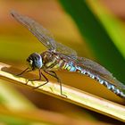 Herbstmosaikjungfer (Aeshna mixta) im Seitenprofil