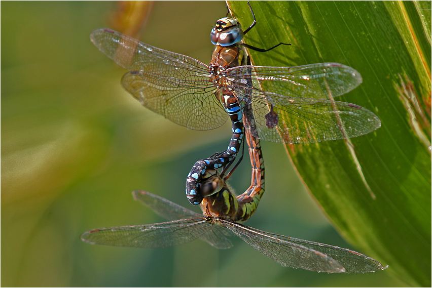 Herbstmosaikjungfer (Aeshna mixta) - Paarungsrad