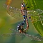 Herbstmosaikjungfer (Aeshna mixta) - Paarungsrad