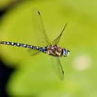 Herbstmosaikjungfer im Flug