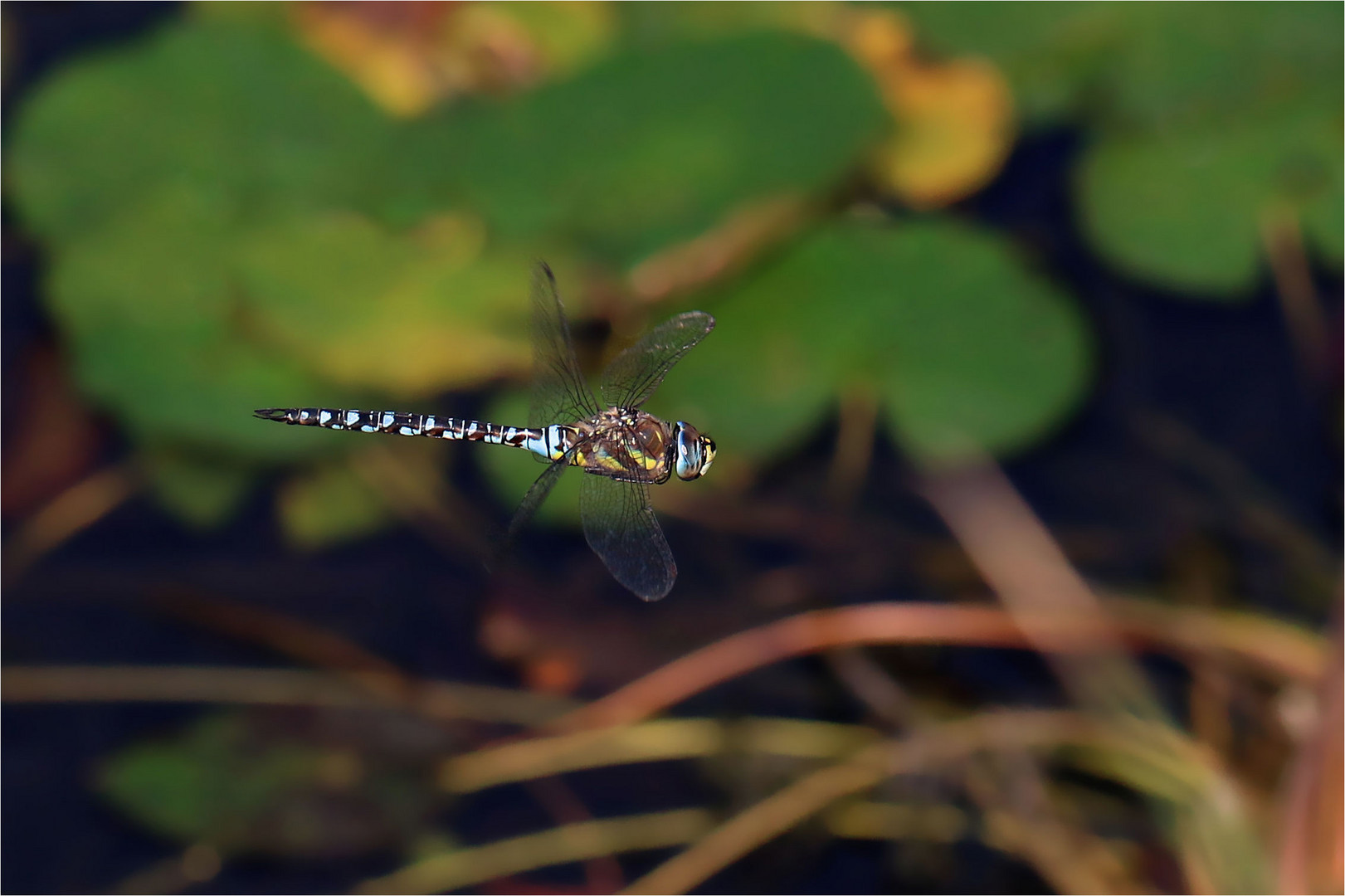 Herbstmosaikjungfer im Flug  - Aeshna mixta