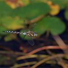 Herbstmosaikjungfer im Flug  - Aeshna mixta