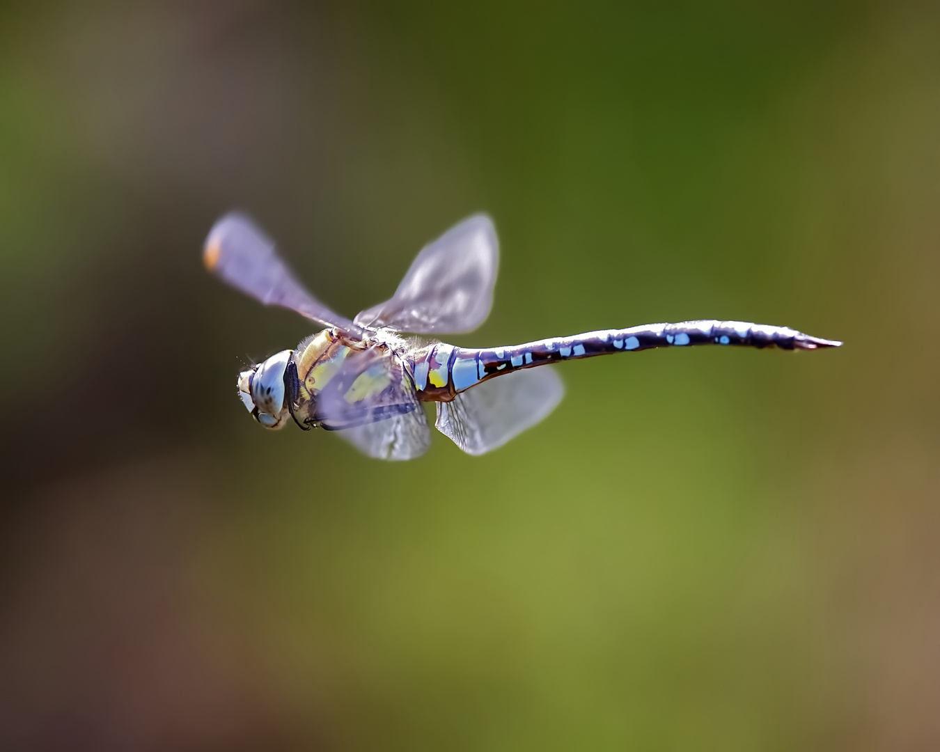 Herbstmosaikjungfer im Flug