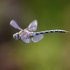 Herbstmosaikjungfer im Flug