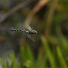 Herbstmosaikjungfer im Flug