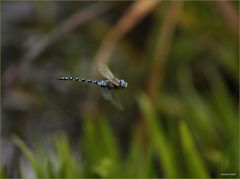 Herbstmosaikjungfer im Flug