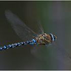 Herbstmosaikjungfer im Flug II