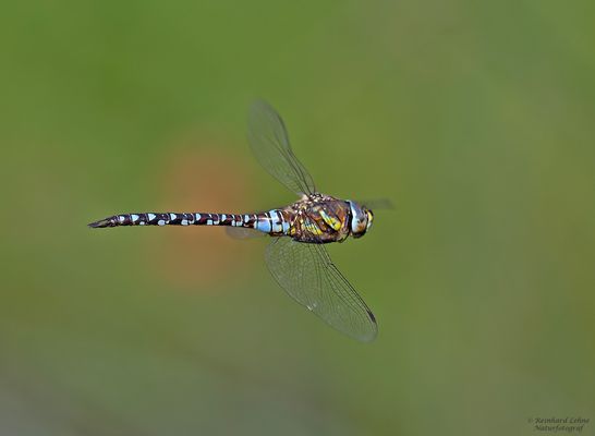  Herbstmosaikjungfer im Überflug