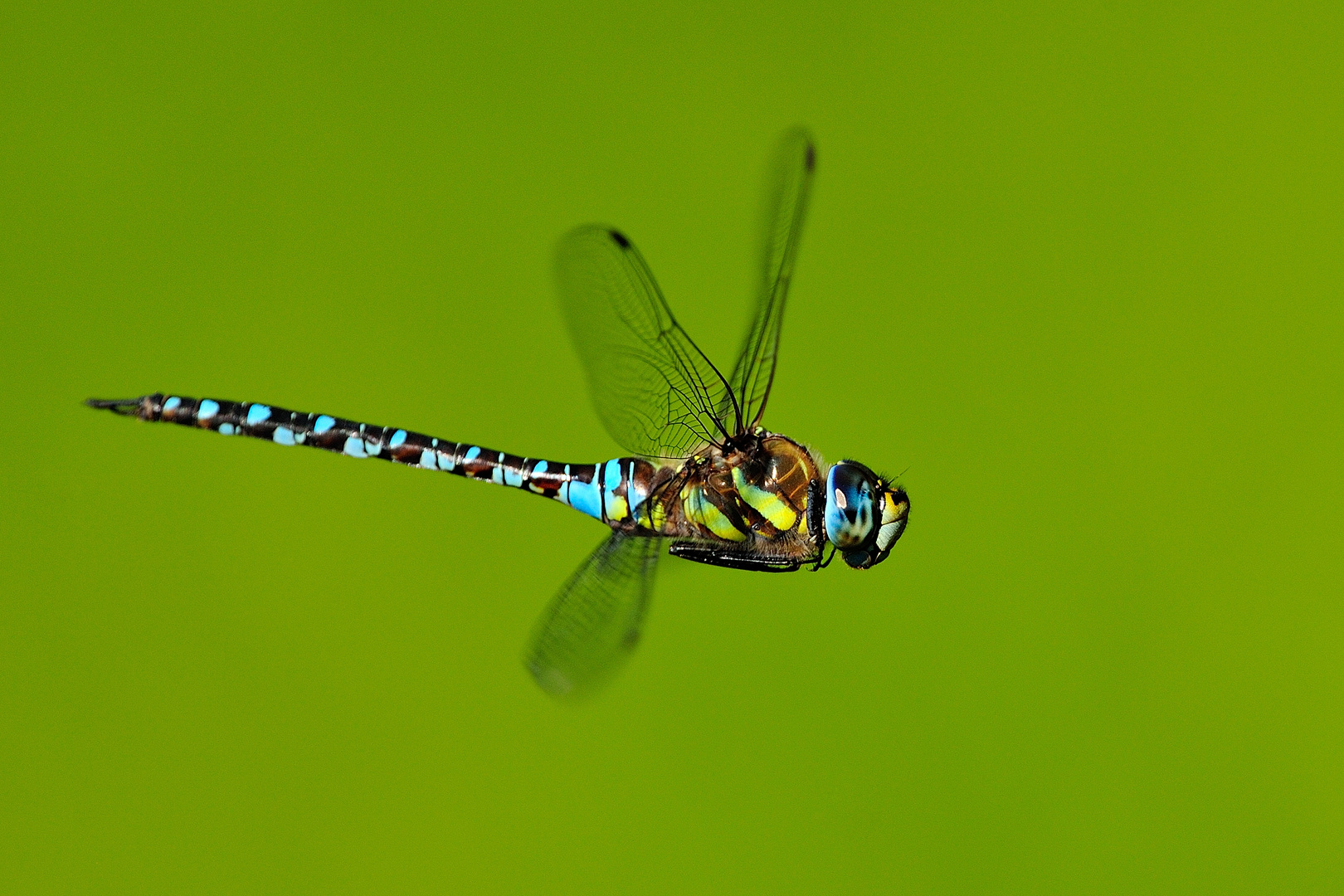 Herbstmosaikjungfer-Libelle