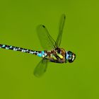 Herbstmosaikjungfer-Libelle