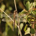 Herbstmosaikjungfer weibl