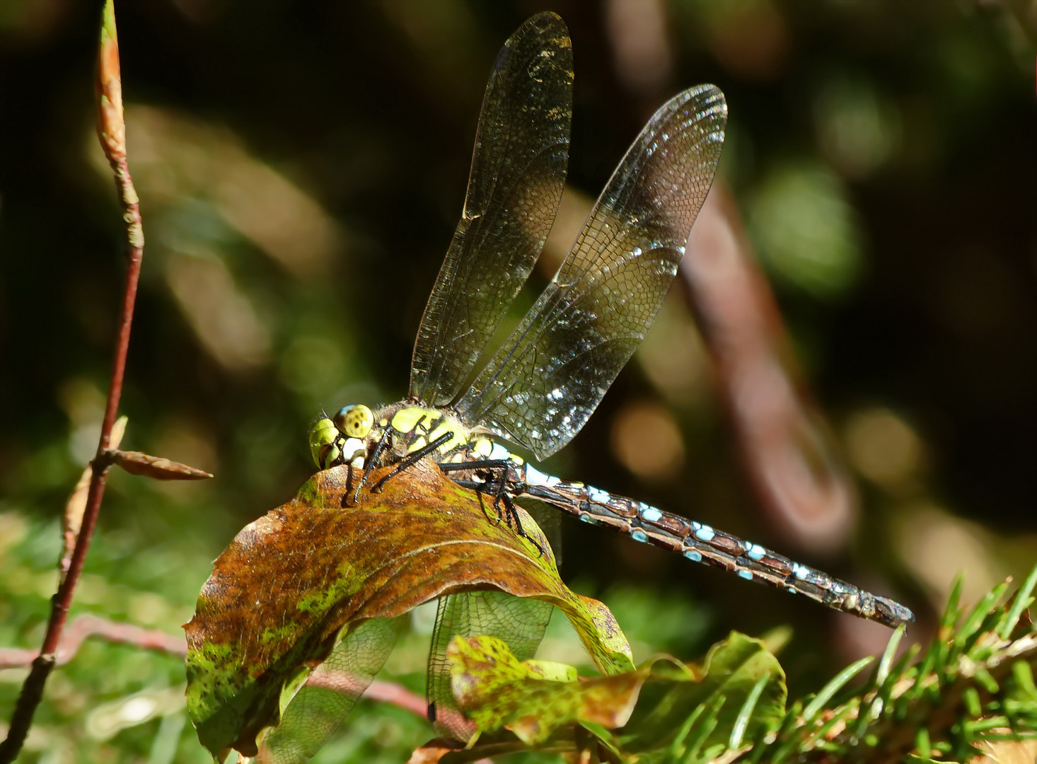 Herbstmosaikjungpfer