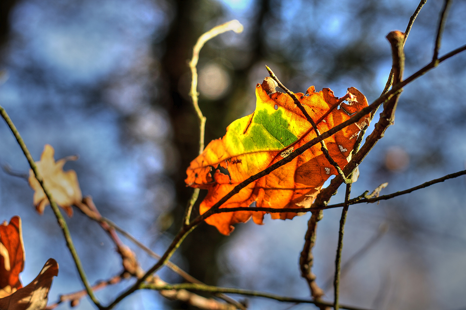 HerbstMotiv 03