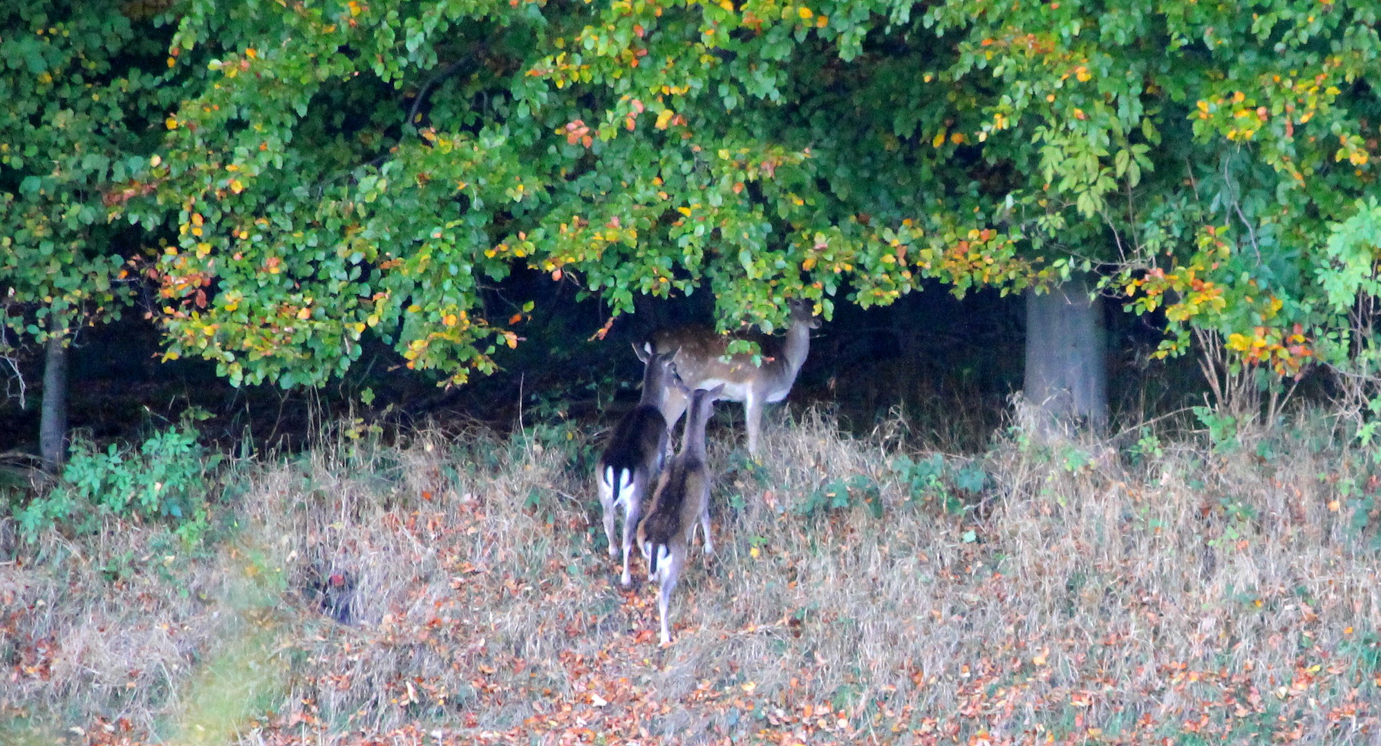 Herbstmotiv