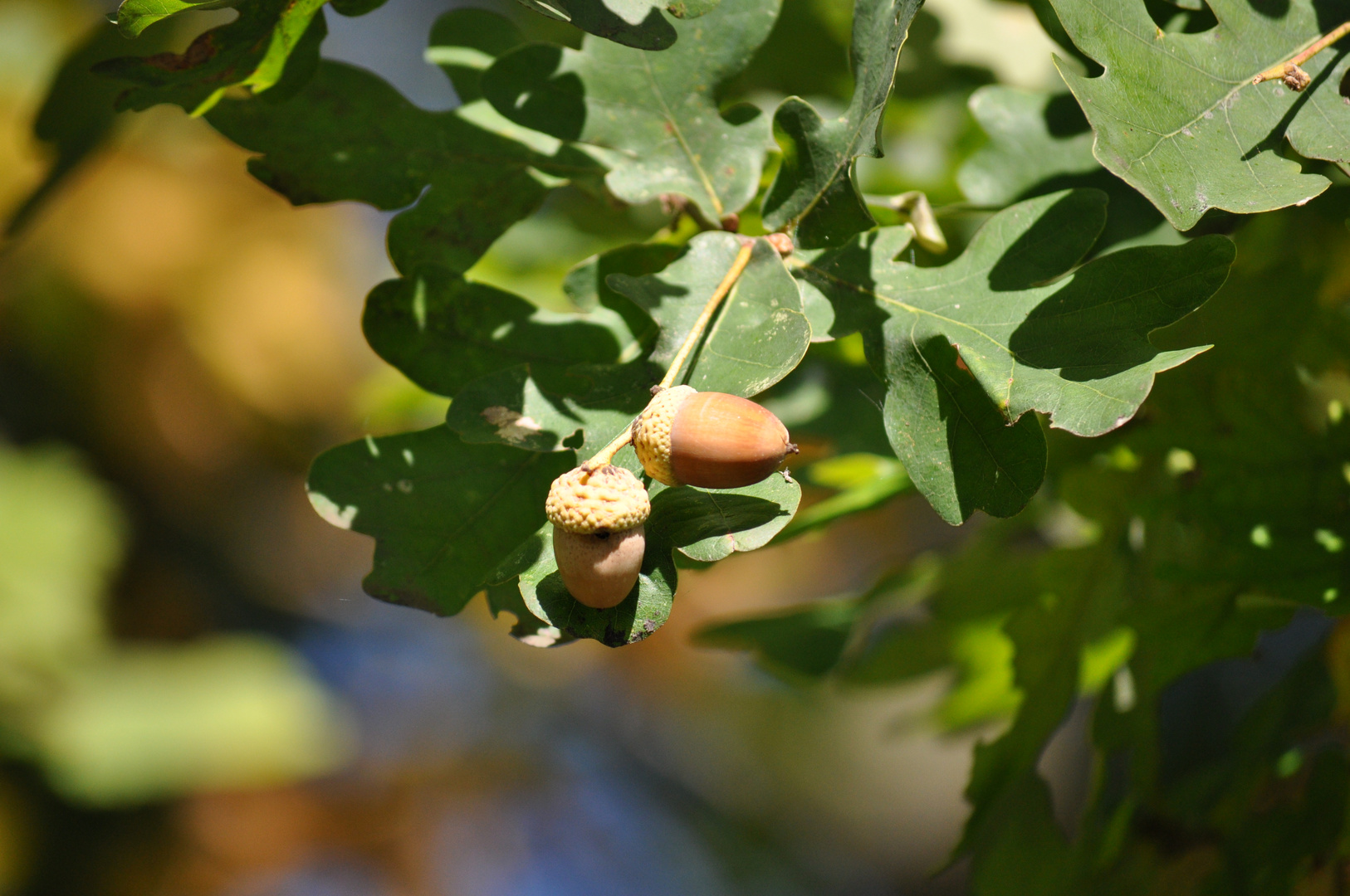 Herbstmotiv