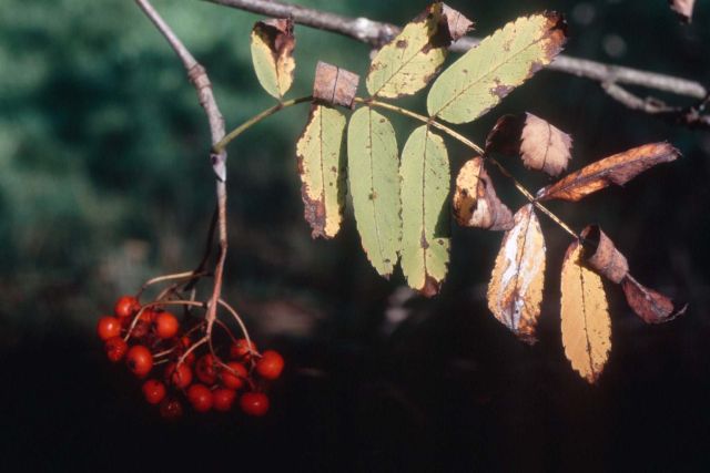 Herbstmotiv