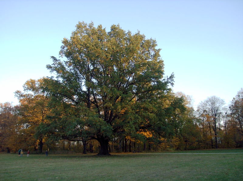 Herbstmotiv in Dresden