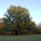 Herbstmotiv in Dresden